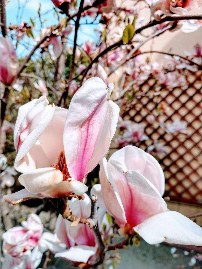 Pensiunea Magnolia Sibiu Exterior photo