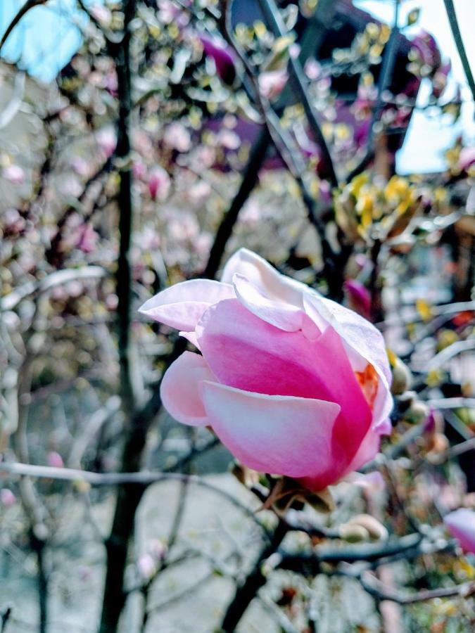 Pensiunea Magnolia Sibiu Exterior photo