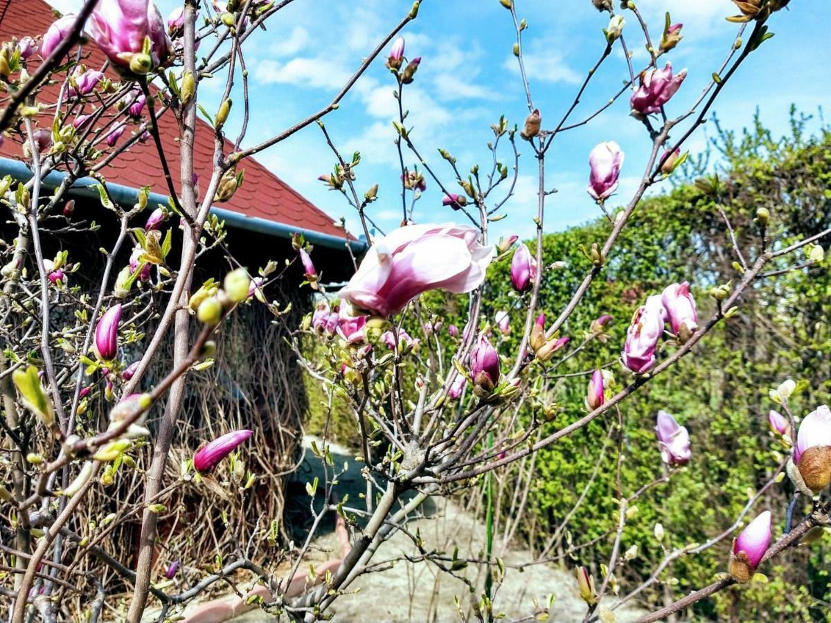 Pensiunea Magnolia Sibiu Exterior photo